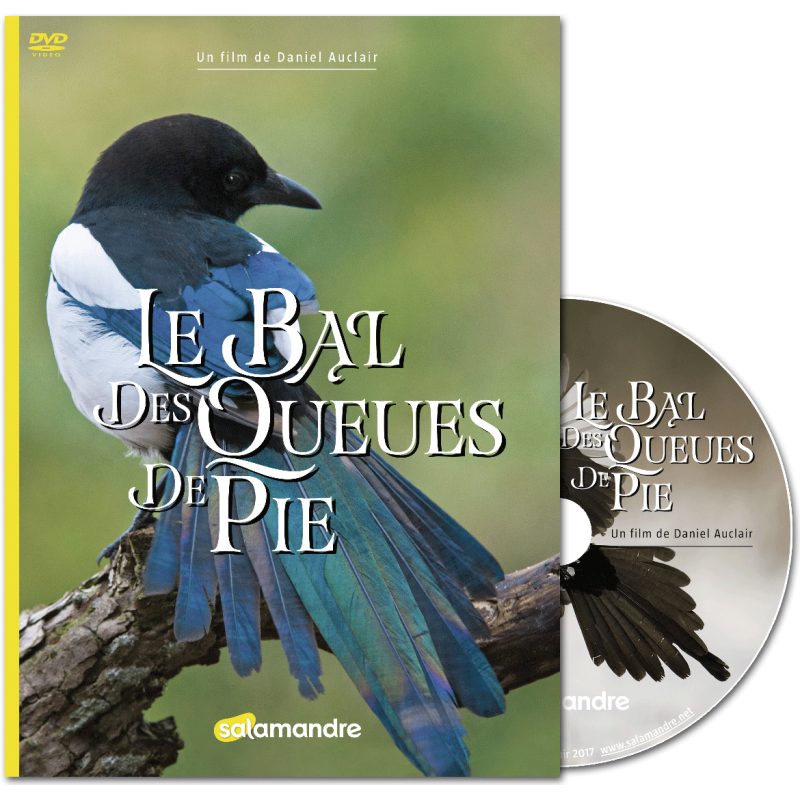 Le bal des oiseaux.