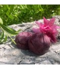 Shampoing solide Hibiscus