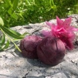 Napolitains carrés chocolats lait 42% grand cru bio et équitable