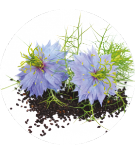 Huile vierge de sésame Bio & Equitable - 500 ml