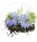 Huile vierge Nigelle Bio & Equitable - 50 ml