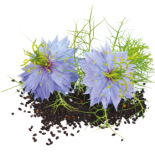 Huile vierge de sésame  Bio & Equitable - 500 ml