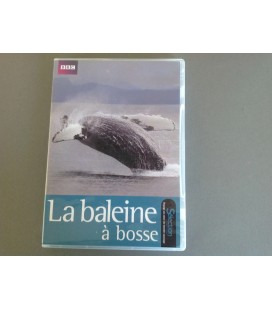 La Baleine à Bosse Collection BBC