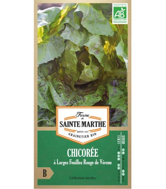 Chicorée à Larges Feuilles Rouge de Vérone - Semences reproductibles bio