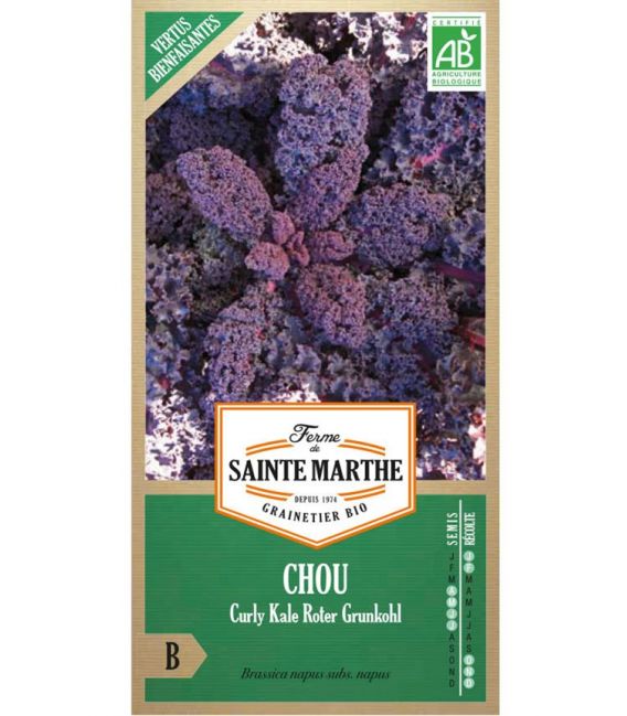 Chou Curly Kale Roter Grunkohl - Semences reproductibles bio