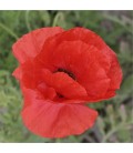 Coquelicot Fleurs Comestibles - Semences reproductibles bio