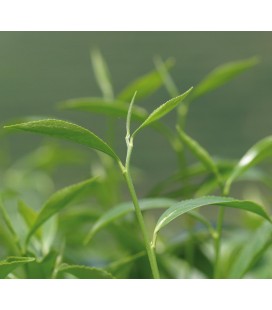 Thé vert gingembre citron vert Ceylan bio et équitable