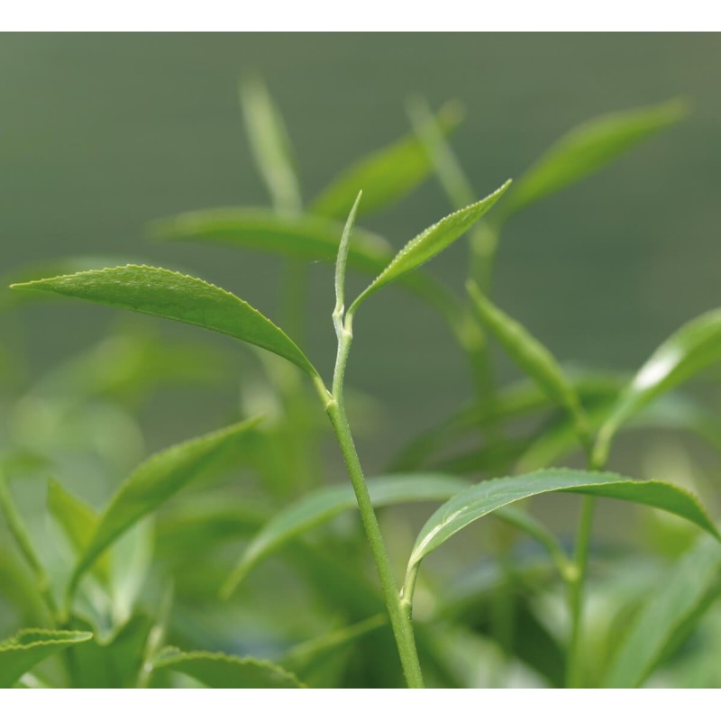 Thé vert jasmin bio et équitable