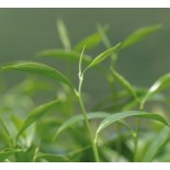 Thé vert jasmin bio et équitable