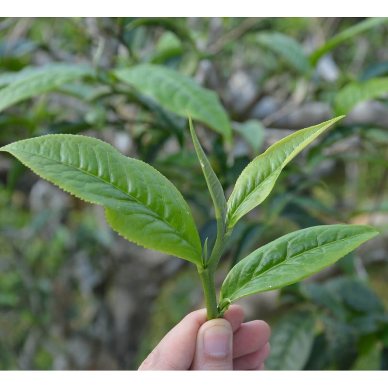 Thé vert jasmin bio et équitable