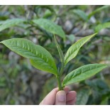 Thé vert jasmin bio et équitable