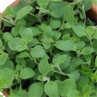 Pois Nain Mange tout - Semences reproductibles bio