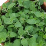 Pois Nain Mange tout - Semences reproductibles bio