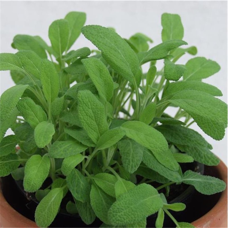 Pois Nain Mange tout - Semences reproductibles bio