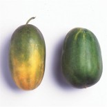 Pois Nain Mange tout - Semences reproductibles bio