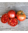 TOMATE Noire de Crimée AB - Semences reproductibles bio