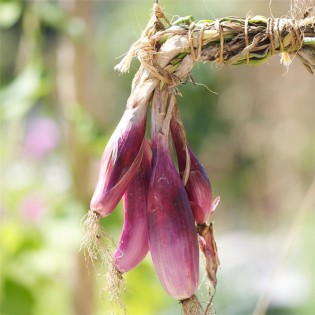 OIGNON Rossa Lunga di Firenze AB  - Semences reproductibles bio