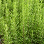 ROMARIN AB  - Semences reproductibles bio
