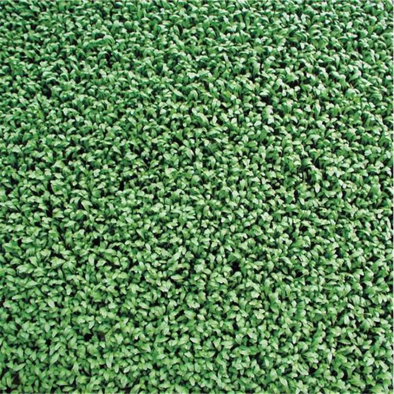 Cresson Alénois Frisé AB  - Semences reproductibles bio