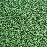 Cresson Alénois Frisé AB  - Semences reproductibles bio