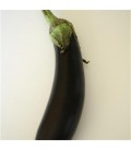 AUBERGINE de Barbentane AB - Semences reproductibles bio