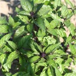 TOMATE Noire de Crimée AB  - Semences reproductibles bio