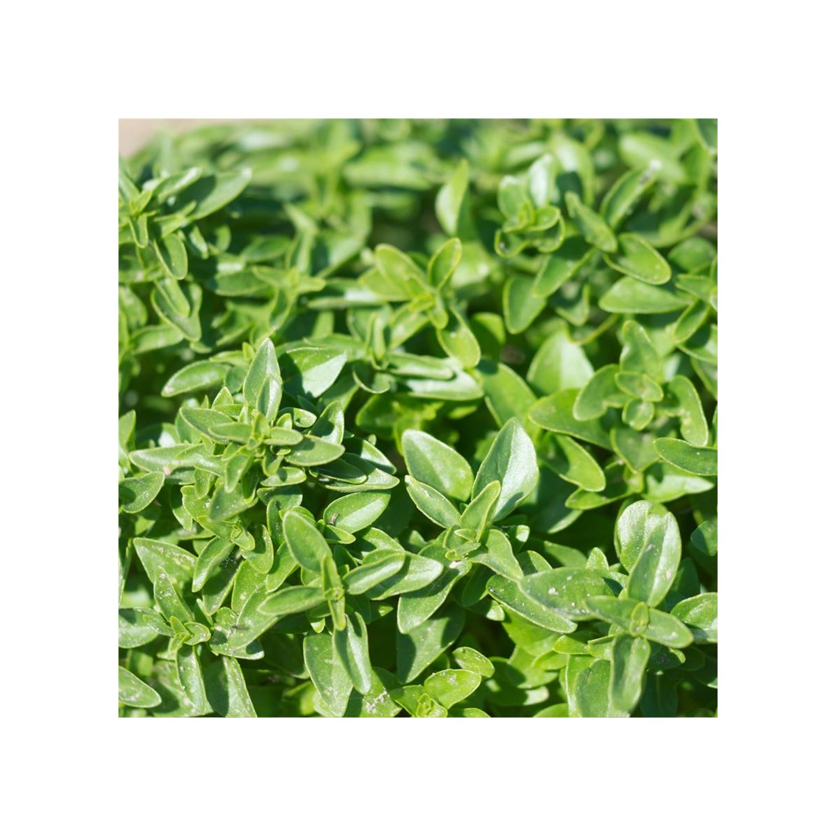 BASILIC Genovese AB - Semences reproductibles bio