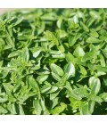 BASILIC Genovese AB - Semences reproductibles bio