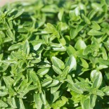 TOMATE Noire de Crimée AB  - Semences reproductibles bio