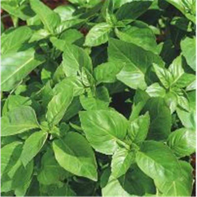 TOMATE Noire de Crimée AB  - Semences reproductibles bio