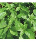 BASILIC Marseillais AB - Semences reproductibles bio