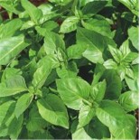 TOMATE Noire de Crimée AB  - Semences reproductibles bio