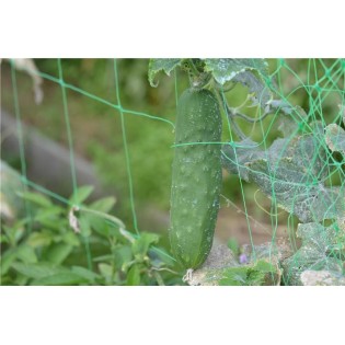TOMATE Noire de Crimée AB  - Semences reproductibles bio