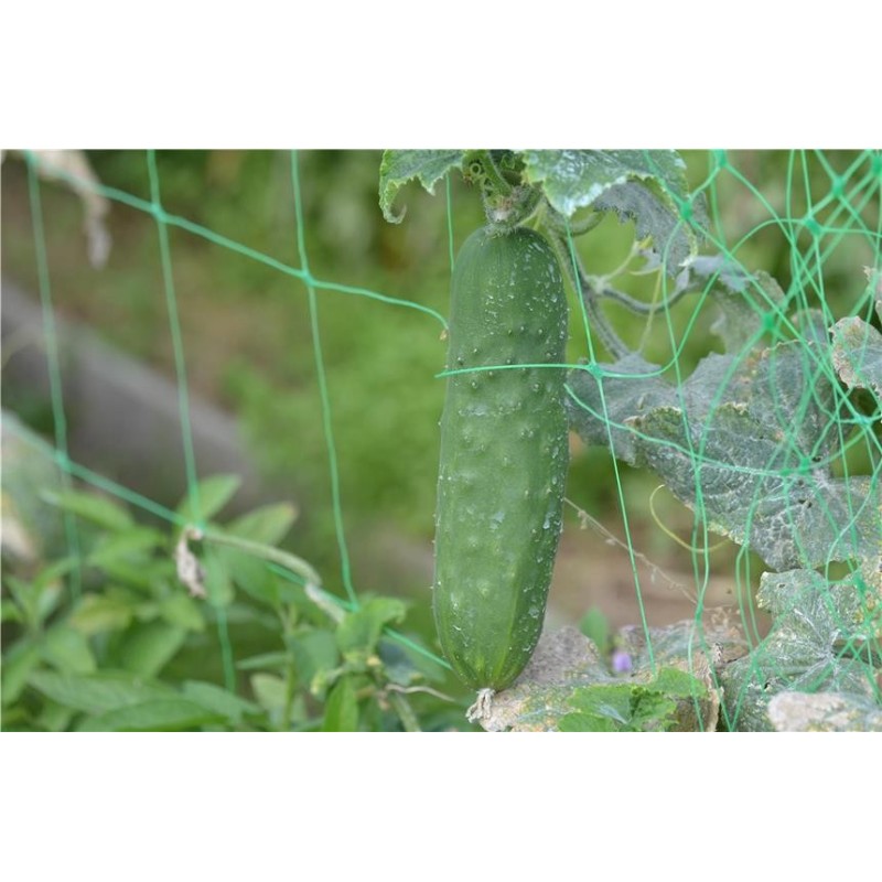 TOMATE Noire de Crimée AB  - Semences reproductibles bio