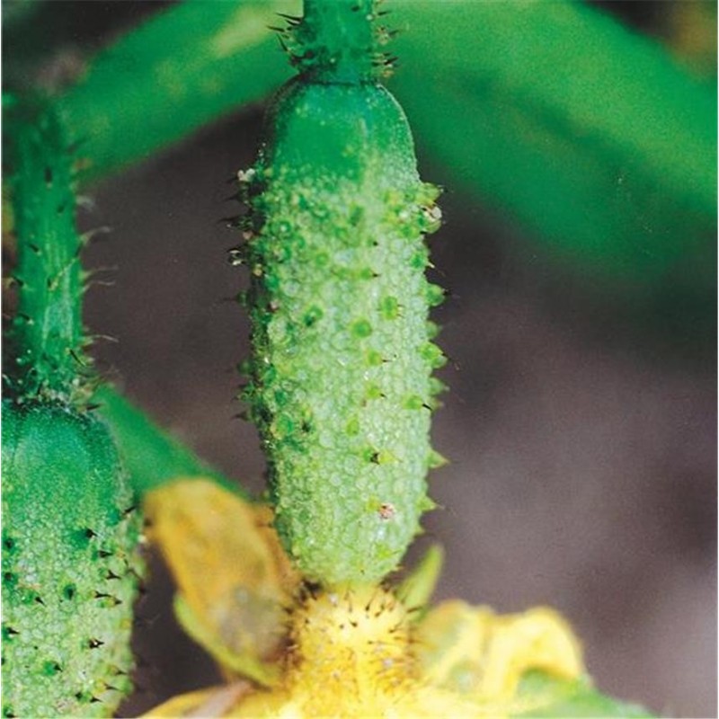 TOMATE Noire de Crimée AB  - Semences reproductibles bio