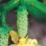 TOMATE Noire de Crimée AB  - Semences reproductibles bio