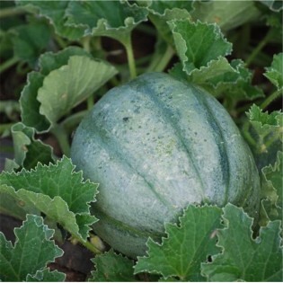 TOMATE Noire de Crimée AB  - Semences reproductibles bio