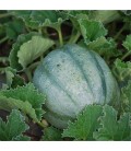 MELON Ancien Vieille France AB - Semences reproductibles bio