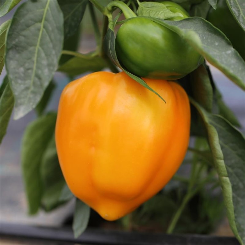 TOMATE Noire de Crimée AB  - Semences reproductibles bio