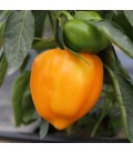 POIVRON California Orange Wonder AB - Semences reproductibles bio