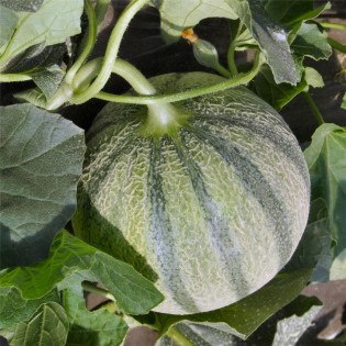 TOMATE Noire de Crimée AB  - Semences reproductibles bio