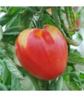 TOMATE Noire de Crimée AB - Semences reproductibles bio