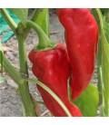 POIVRON Corno di Toro Rosso AB - Semences reproductibles bio