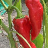 TOMATE Noire de Crimée AB  - Semences reproductibles bio