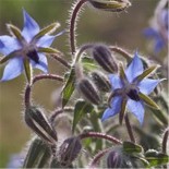 TOMATE Noire de Crimée AB  - Semences reproductibles bio