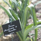 TOMATE Noire de Crimée AB  - Semences reproductibles bio