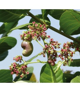 Noix de Cajou grillées à sec SANS SEL bio & équitable