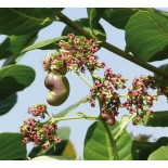 Fruits secs grillés à sec SANS SEL