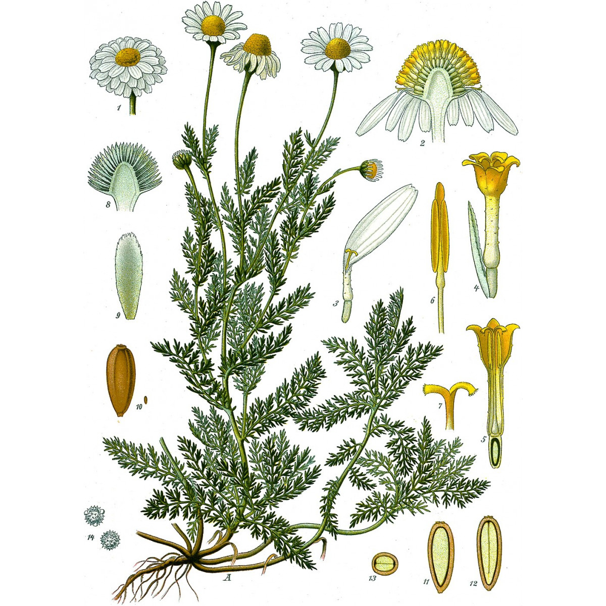 Camomille, fleur bio - Herbes Orford