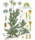 Camomille Romaine fleur Bio